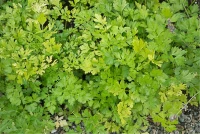 Glatte Petersilie 14 Glatte Petersilie – Bild 12