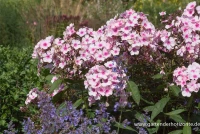 Hohe Garten-Flammenblume „Bright Eyes“ 8 Hohe Garten-Flammenblume „Bright Eyes“ – Bild 6