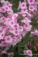 Hohe Garten-Flammenblume „Bright Eyes“ 9 Hohe Garten-Flammenblume „Bright Eyes“ – Bild 7