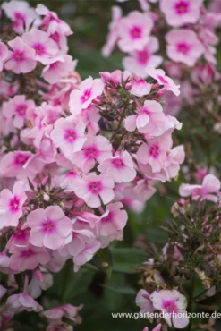 Hohe Garten-Flammenblume „Bright Eyes“ 13 Hohe Garten-Flammenblume „Bright Eyes“ -Blumen Risse Verkaufsladen P2003552 2 800x800