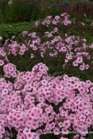 Hohe Garten-Flammenblume „Bright Eyes“ 10 Hohe Garten-Flammenblume „Bright Eyes“ – Bild 8