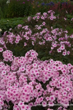 Hohe Garten-Flammenblume „Bright Eyes“ 14 Hohe Garten-Flammenblume „Bright Eyes“ -Blumen Risse Verkaufsladen P2003552 3 800x800