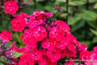 Hohe Garten-Flammenblume „Grenadine Dream“® 5 Hohe Garten-Flammenblume „Grenadine Dream“® – Bild 3