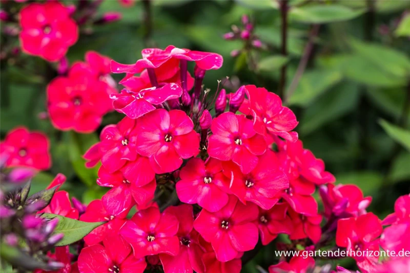 Hohe Garten-Flammenblume „Grenadine Dream“® 3 Hohe Garten-Flammenblume „Grenadine Dream“®
