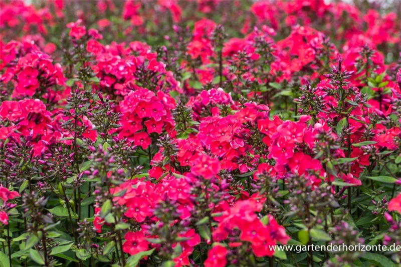 Hohe Garten-Flammenblume „Grenadine Dream“® 4 Hohe Garten-Flammenblume „Grenadine Dream“® – Bild 2