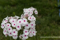 Hohe Garten-Flammenblume „Kirmesländler“