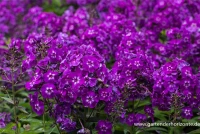 Hohe Garten-Flammenblume „Purple Kiss“ 5 Hohe Garten-Flammenblume „Purple Kiss“ – Bild 3