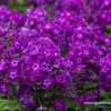 Hohe Garten-Flammenblume „Purple Kiss“