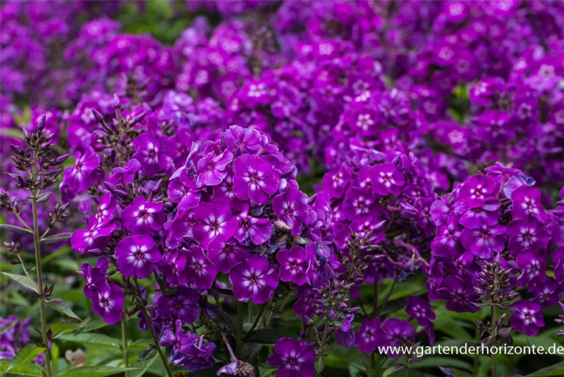 Hohe Garten-Flammenblume „Purple Kiss“ 3 Hohe Garten-Flammenblume „Purple Kiss“