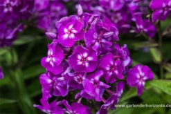 Hohe Garten-Flammenblume „Purple Kiss“ 7 Hohe Garten-Flammenblume „Purple Kiss“ -Blumen Risse Verkaufsladen P2003621 2 800x800