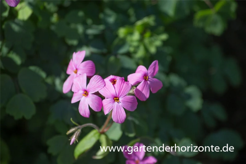 Garten-Ausläufer-Flammenblume „Home Fires“ 4 Garten-Ausläufer-Flammenblume „Home Fires“ – Bild 2