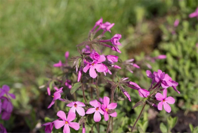 Garten-Ausläufer-Flammenblume „Home Fires“ 3 Garten-Ausläufer-Flammenblume „Home Fires“