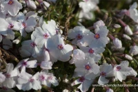 Garten-Teppich-Flammenblume „Amazing Grace“ 10 Garten-Teppich-Flammenblume „Amazing Grace“ – Bild 8