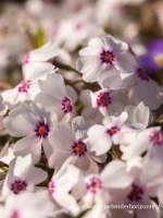 Garten-Teppich-Flammenblume „Amazing Grace“ 11 Garten-Teppich-Flammenblume „Amazing Grace“ – Bild 9