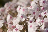 Garten-Teppich-Flammenblume „Amazing Grace“ 12 Garten-Teppich-Flammenblume „Amazing Grace“ – Bild 10