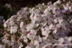 Garten-Teppich-Flammenblume „Amazing Grace“ 18 Garten-Teppich-Flammenblume „Amazing Grace“ -Blumen Risse Verkaufsladen P2003677 4 800x800