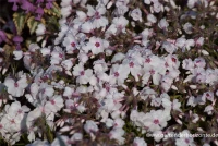 Garten-Teppich-Flammenblume „Amazing Grace“ 14 Garten-Teppich-Flammenblume „Amazing Grace“ – Bild 12