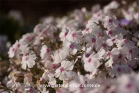 Garten-Teppich-Flammenblume „Amazing Grace“ 9 Garten-Teppich-Flammenblume „Amazing Grace“ – Bild 7