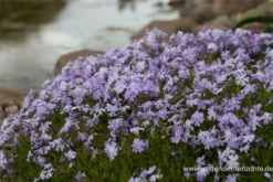 Garten-Teppich-Flammenblume „Emerald Cushion Blue“ -Blumen Risse Verkaufsladen P2003687 2 800x800