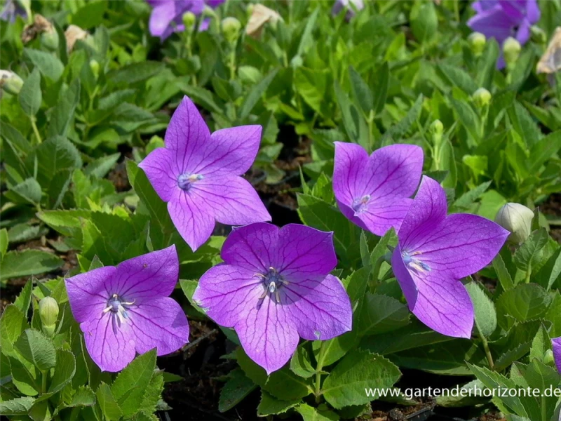Großblütige Garten-Ballonblume „Astra“ 3 Großblütige Garten-Ballonblume „Astra“