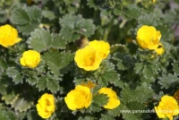 Großblütiges Fingerkraut 7 Großblütiges Fingerkraut – Bild 5