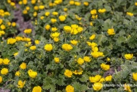 Großblütiges Fingerkraut 8 Großblütiges Fingerkraut – Bild 6