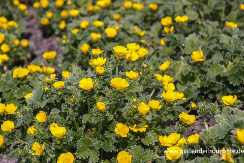 Großblütiges Fingerkraut 4 Großblütiges Fingerkraut – Bild 2