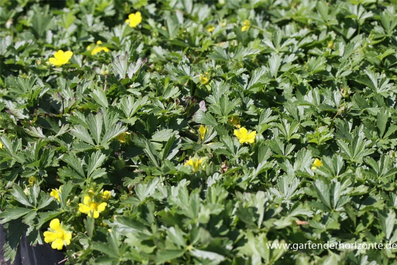 Frühlings-Fingerkraut 3 Frühlings-Fingerkraut
