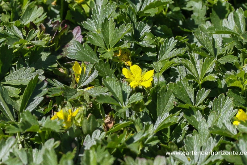 Frühlings-Fingerkraut 4 Frühlings-Fingerkraut – Bild 2