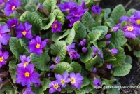 Garten-Kissen-Schlüsselblume „Ostergruß“ 5 Garten-Kissen-Schlüsselblume „Ostergruß“ – Bild 3