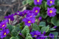 Garten-Kissen-Schlüsselblume „Ostergruß“ 6 Garten-Kissen-Schlüsselblume „Ostergruß“ – Bild 4