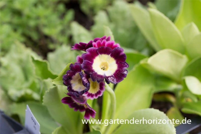 Gartenaurikel 3 Gartenaurikel