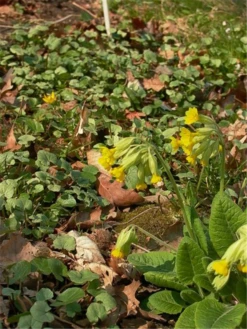 Echte Schlüsselblume