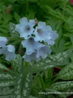Großgeflecktes Garten-Lungenkraut „Opal“ 7 Großgeflecktes Garten-Lungenkraut „Opal“ – Bild 5