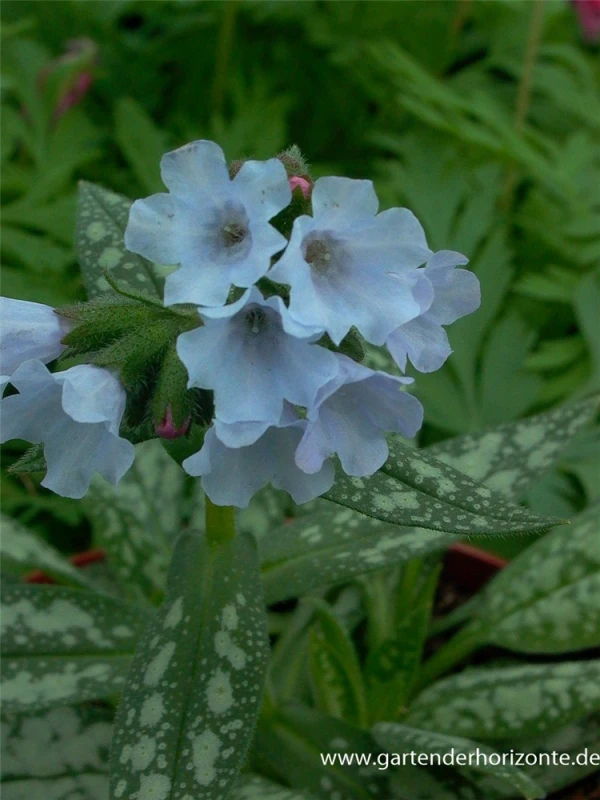 Großgeflecktes Garten-Lungenkraut „Opal“ 3 Großgeflecktes Garten-Lungenkraut „Opal“