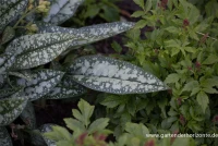 Großgeflecktes Garten-Lungenkraut „Opal“ 8 Großgeflecktes Garten-Lungenkraut „Opal“ – Bild 6