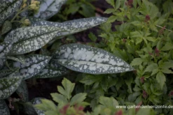 Großgeflecktes Garten-Lungenkraut „Opal“ 11 Großgeflecktes Garten-Lungenkraut „Opal“ -Blumen Risse Verkaufsladen P2003920 2 800x800