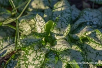 Großgeflecktes Garten-Lungenkraut „Opal“ 9 Großgeflecktes Garten-Lungenkraut „Opal“ – Bild 7
