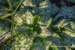 Großgeflecktes Garten-Lungenkraut „Opal“ 12 Großgeflecktes Garten-Lungenkraut „Opal“ -Blumen Risse Verkaufsladen P2003920 3 800x800
