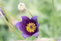 Gewöhnliche Kuhschelle 12 Gewöhnliche Kuhschelle – Bild 10