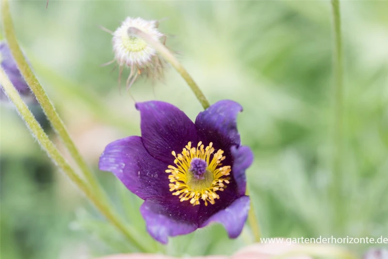 Gewöhnliche Kuhschelle 3 Gewöhnliche Kuhschelle