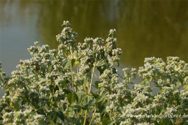Grannenlose Scheinbergminze 3 Grannenlose Scheinbergminze