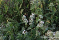 Grannenlose Scheinbergminze 6 Grannenlose Scheinbergminze – Bild 4