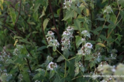 Grannenlose Scheinbergminze 7 Grannenlose Scheinbergminze -Blumen Risse Verkaufsladen P2003935 2 800x800