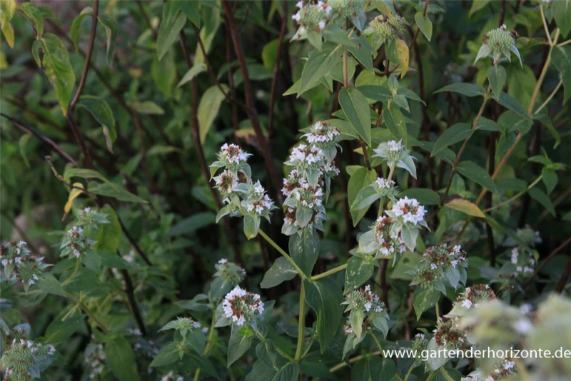 Grannenlose Scheinbergminze 4 Grannenlose Scheinbergminze – Bild 2