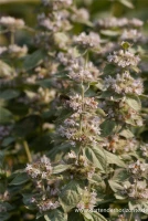 Behaarte Scheinbergminze 6 Behaarte Scheinbergminze – Bild 4