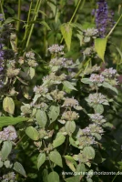 Behaarte Scheinbergminze 7 Behaarte Scheinbergminze – Bild 5