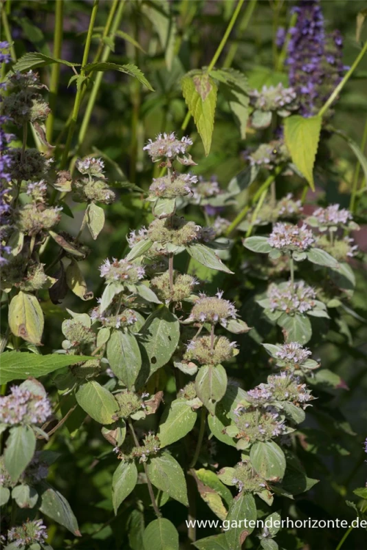 Behaarte Scheinbergminze 4 Behaarte Scheinbergminze – Bild 2