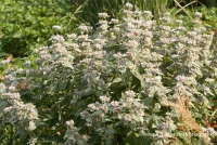 Behaarte Scheinbergminze 8 Behaarte Scheinbergminze – Bild 6