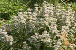 Behaarte Scheinbergminze 10 Behaarte Scheinbergminze -Blumen Risse Verkaufsladen P2003936 3 800x800